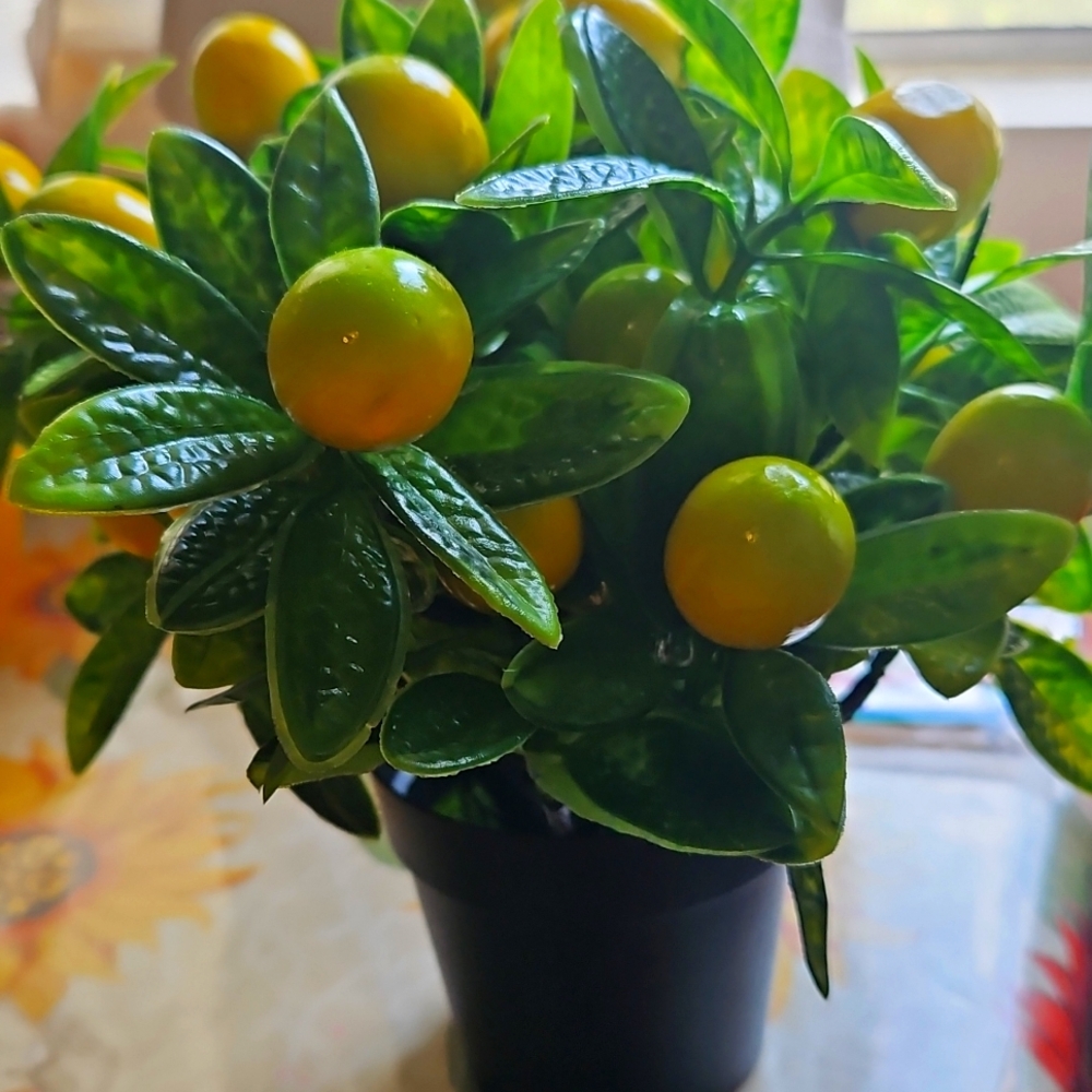 Meet your Posher, Dansy